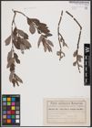 Foto von Salix aurita L. x Salix cinerea L.